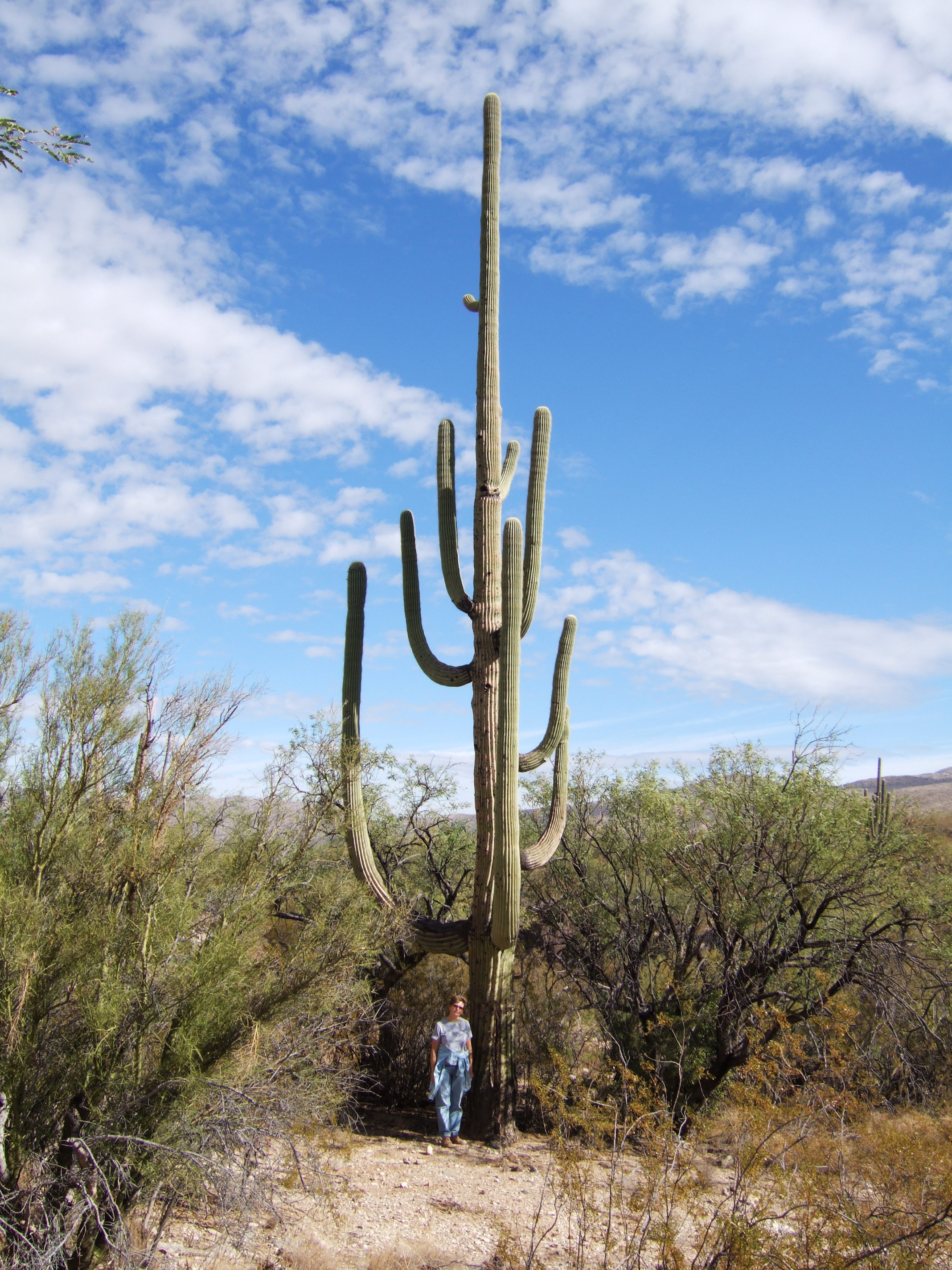 Saguaro NP, Arizona